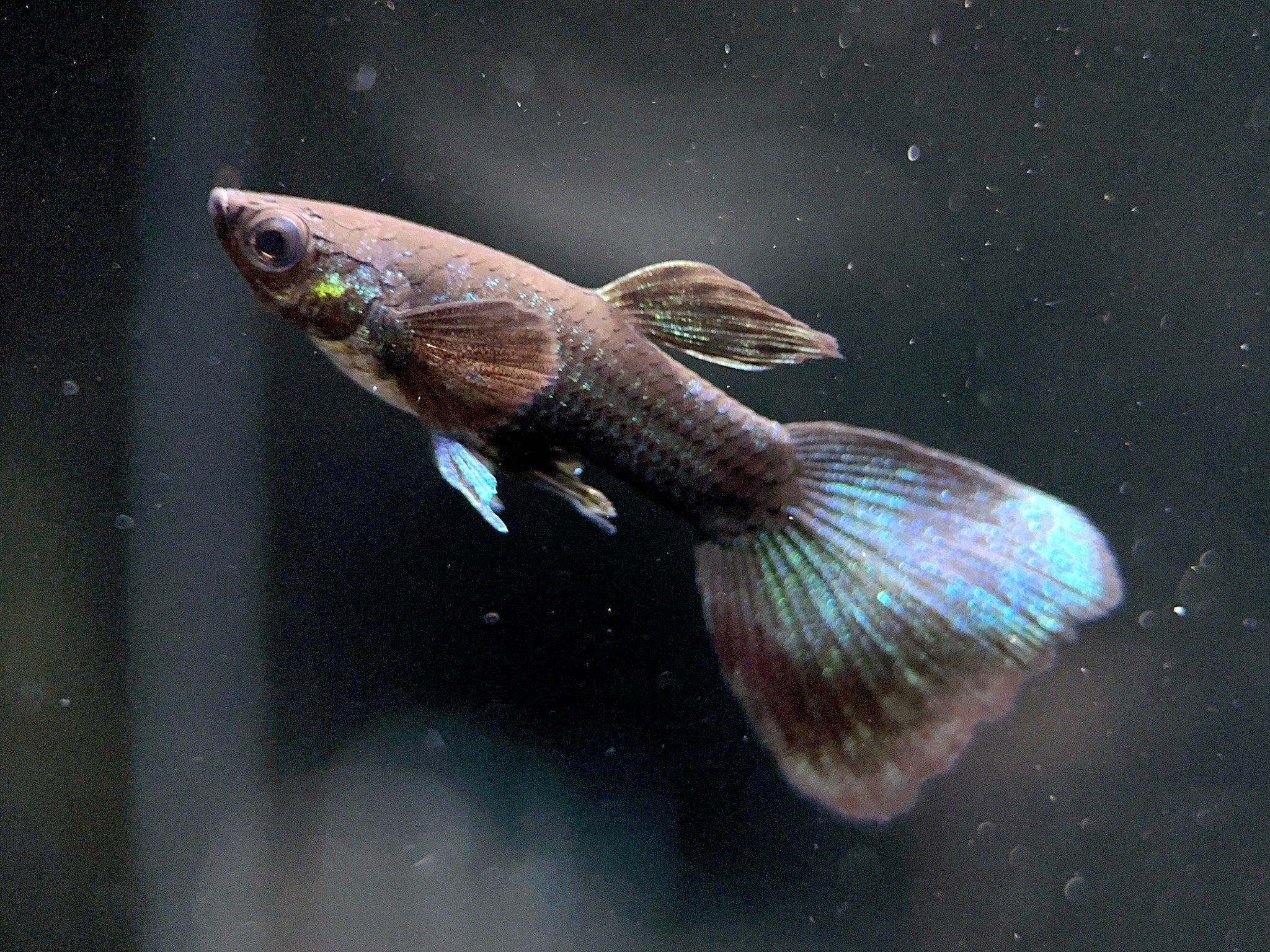 Guppy Moscow Black (Casal)