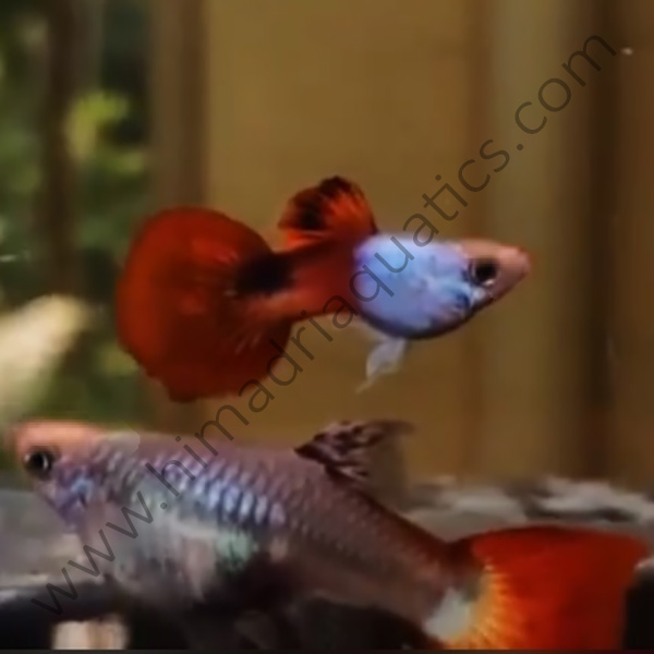 Guppy Silverado Red (Casal)